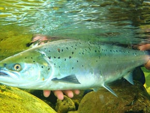 Stark report warns salmon may disappear completely from Welsh rivers 