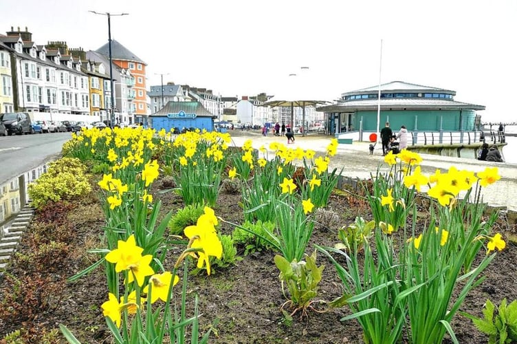 Daffodils on the prom