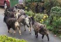 Is Cardigan getting Great Orme goats?