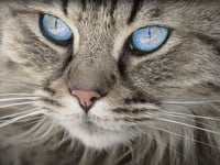 Call for compulsory cat microchipping in Wales