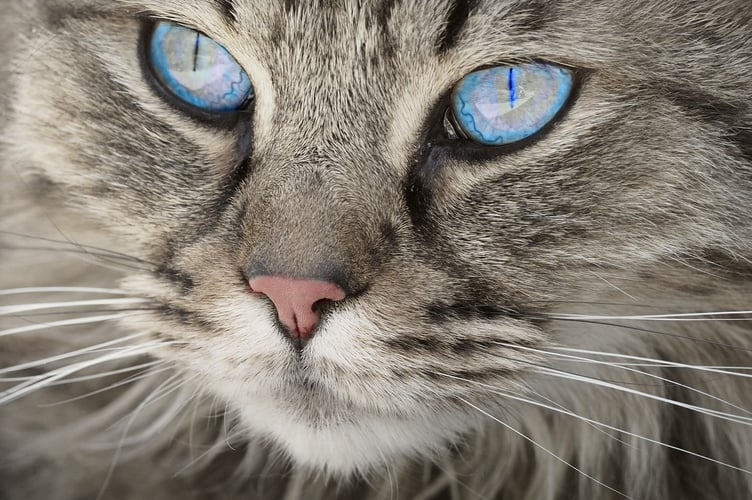 Cat stock