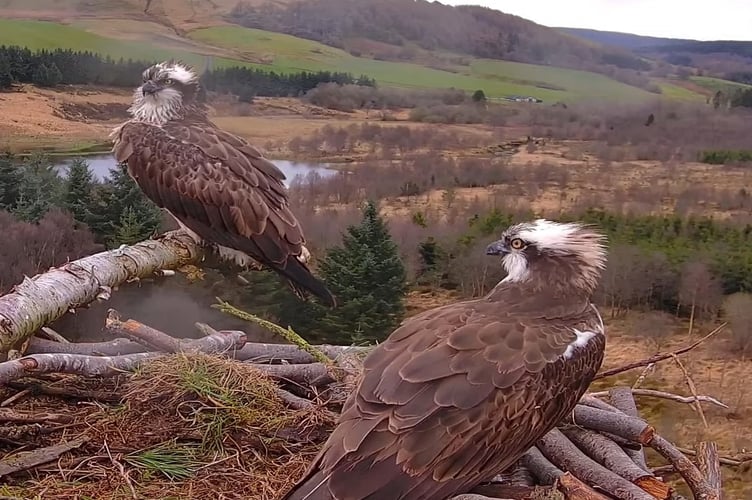 Ospreys clywedog