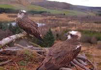 Ospreys Dylan and Seren return to mid Wales forest