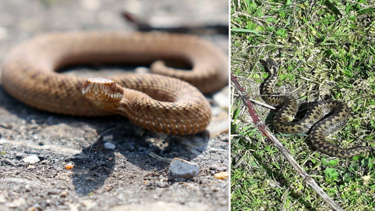 Experts issue adder warning to dog walkers cambriannews.co.uk