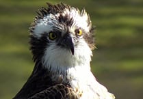 Aran the osprey returns to nest