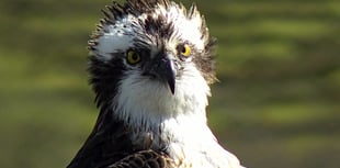 Aran the osprey returns to nest