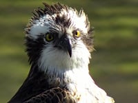 Aran the osprey returns to nest