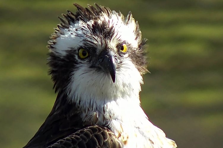 Aran has returned to Glaslyn