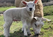 FUW urges dog owners to keep pets on a lead amid lambing season