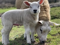 FUW urges dog owners to keep pets on a lead amid lambing season