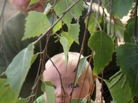 Scheme to boost local shopping and help wildlife