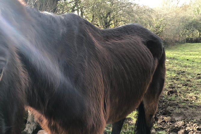 Ben - emaciated horse, Haverfordwest