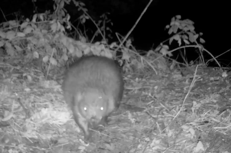 Pictured:  The beaver caught on a camera trap.

A couple whose garden was being vandalised in the night has uncovered a surprising culprit - WalesÕ first wild beaver for 400 years.  The dam-building rodent was discovered by a husband and wife who noticed trees going missing and machete-like damage in a field next to their house.  

Curious about the cause of the damage, the homeowners bought a 'stealth camera' which captured footage of the creature swimming in their pond and felling their trees.  The origins of the beaver - whose gender is unknown - are unexplained, but the landowners believe it may have come from an unsanctioned release by over-zealous rewilding enthusiasts. 

The rodent has been found living near a rural property in Pembrokeshire, West Wales, where it has started to build itself a lodge under the family's pond deck.  SEE OUR COPY FOR DETAILS.

© Solent News & Photo Agency
UK +44 (0) 2380 458800
 *** Local Caption *** Supplied by Adam Hart - MATT BAYLEY AGREED A 50/50 SPLIT ON BOTH WORDS AND PICS

adamhart72@icloud.com