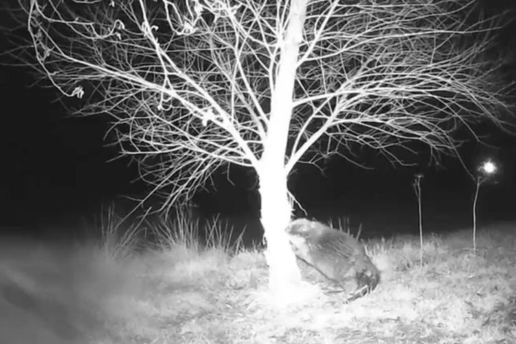Pictured: The beaver caught on a camera trap.
A couple whose garden was being vandalised in the night has uncovered a surprising culprit - WalesÕ first wild beaver for 400 years. The dam-building rodent was discovered by a husband and wife who noticed trees going missing and machete-like damage in a field next to their house.
Curious about the cause of the damage, the homeowners bought a 'stealth camera' which captured footage of the creature swimming in their pond and felling their trees. The origins of the beaver - whose gender is unknown - are unexplained, but the landowners believe it may have come from an unsanctioned release by over-zealous rewilding enthusiasts.
The rodent has been found living near a rural property in Pembrokeshire, West Wales, where it has started to build itself a lodge under the family's pond deck. SEE OUR COPY FOR DETAILS.
© Solent News & Photo Agency
UK +44 (0) 2380 458800
*** Local Caption *** Supplied by Adam Hart - MATT BAYLEY AGREED A 50/50 SPLIT ON BOTH WORDS AND PICS
adamhart72@icloud.com