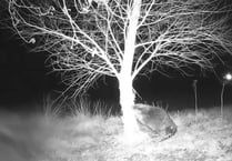 Garden vandal turns out to be Wales' first wild beaver in 400 years