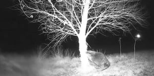 Garden vandal turns out to be Wales' first wild beaver in 400 years