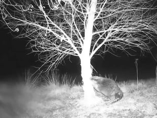 Garden vandal turns out to be Wales' first wild beaver in 400 years