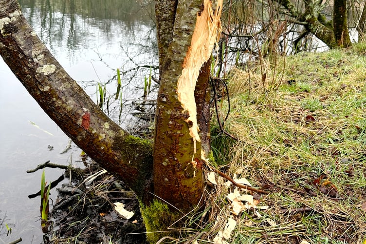 Pictured:  Evidence that beavers are in the area, damage to trees.

A couple whose garden was being vandalised in the night has uncovered a surprising culprit - WalesÕ first wild beaver for 400 years.  The dam-building rodent was discovered by a husband and wife who noticed trees going missing and machete-like damage in a field next to their house.  

Curious about the cause of the damage, the homeowners bought a 'stealth camera' which captured footage of the creature swimming in their pond and felling their trees.  The origins of the beaver - whose gender is unknown - are unexplained, but the landowners believe it may have come from an unsanctioned release by over-zealous rewilding enthusiasts. 

The rodent has been found living near a rural property in Pembrokeshire, West Wales, where it has started to build itself a lodge under the family's pond deck.  SEE OUR COPY FOR DETAILS.

© Solent News & Photo Agency
UK +44 (0) 2380 458800
 *** Local Caption *** Supplied by Adam Hart - MATT BAYLEY AGREED A 50/50 SPLIT ON BOTH WORDS AND PICS

adamhart72@icloud.com