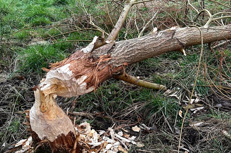 Pictured:  Evidence that beavers are in the area, damage to trees.

A couple whose garden was being vandalised in the night has uncovered a surprising culprit - WalesÕ first wild beaver for 400 years.  The dam-building rodent was discovered by a husband and wife who noticed trees going missing and machete-like damage in a field next to their house.  

Curious about the cause of the damage, the homeowners bought a 'stealth camera' which captured footage of the creature swimming in their pond and felling their trees.  The origins of the beaver - whose gender is unknown - are unexplained, but the landowners believe it may have come from an unsanctioned release by over-zealous rewilding enthusiasts. 

The rodent has been found living near a rural property in Pembrokeshire, West Wales, where it has started to build itself a lodge under the family's pond deck.  SEE OUR COPY FOR DETAILS.

© Solent News & Photo Agency
UK +44 (0) 2380 458800
 *** Local Caption *** Supplied by Adam Hart - MATT BAYLEY AGREED A 50/50 SPLIT ON BOTH WORDS AND PICS

adamhart72@icloud.com