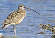 Project calls for people to report curlew sightings