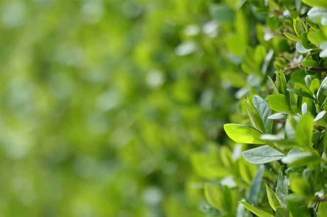 Garden Hedge stock
