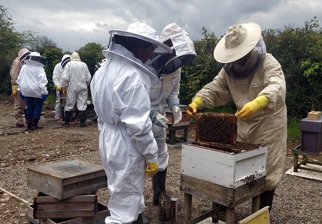 Teifiside beekeepers prepare for return of annual auction