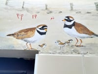 Loo with a view mural has serious wildlife message