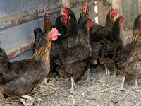 Risk of bird flu remains despite housing order being lifted