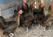 Risk of bird flu remains despite housing order being lifted