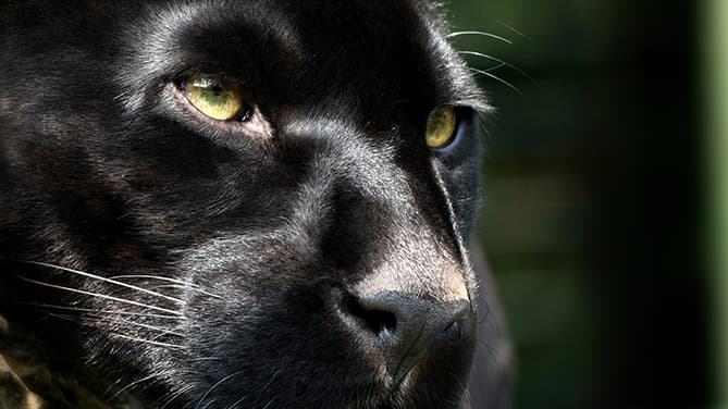 Big%20Cat%202.jpg?width=669&crop=16:9,sm