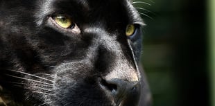 Smallholder says there's 'no doubt' sheep deaths caused by big cat