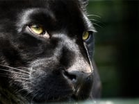 Smallholder says there's 'no doubt' sheep deaths caused by big cat