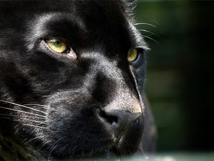Smallholder says there's 'no doubt' sheep deaths caused by big cat