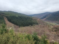 Woodland wildlife reaping benefits of biodiversity restoration work