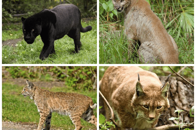 Puma Watch UK claims black panthers (top left), pumas (usually black ones) (top right), lynxes (bottom left) and bobcats (bottom right) can all be found in the UK. 