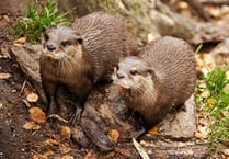 Pollution in River Teifi threatening otter populations, experts say