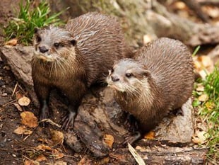 Pollution in River Teifi threatening otter populations, experts say