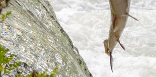 Project unveiled to save Wales’ salmon