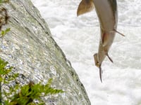 Project unveiled to save Wales’ salmon