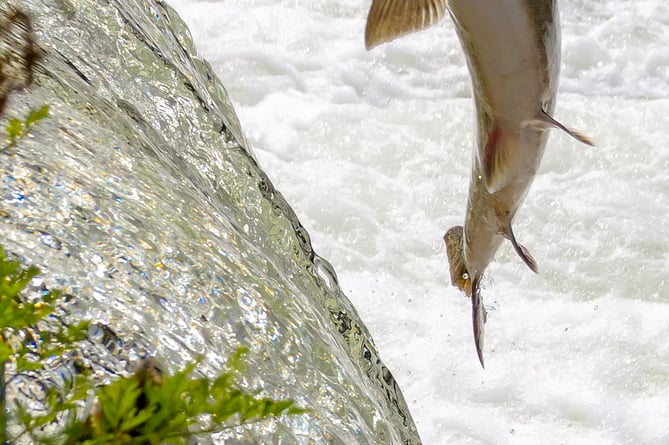 Salmon leaping