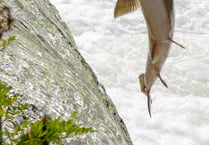 Project unveiled to save Wales’ salmon