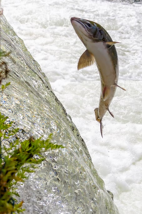 Salmon leaping