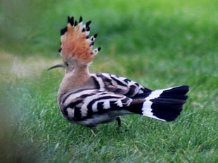 Twitchers flock to Trawscoed garden to catch glimpse of exotic bird