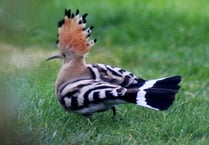 Twitchers flock to Trawscoed garden to catch glimpse of exotic bird