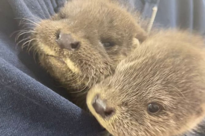 Otter Cubs