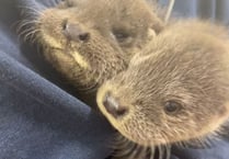 Orphaned otter cubs found crying on riverbank rescued by RSPCA