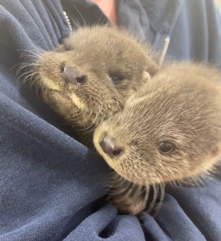 Otter Cubs
