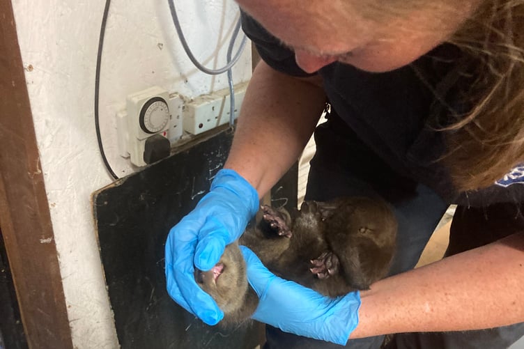 Otter cubs