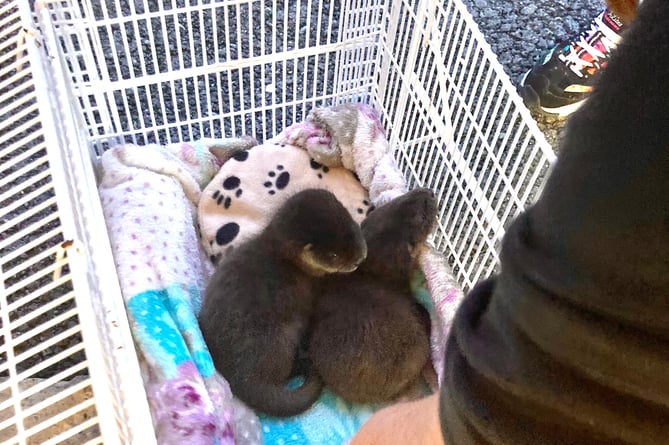 Otter Cubs