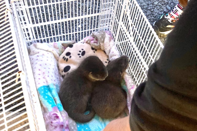 Otter Cubs